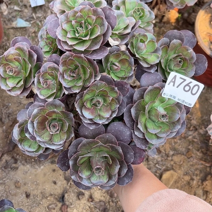 魅金多肉植物760.