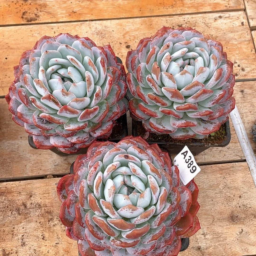 389多肉植物多肉植物