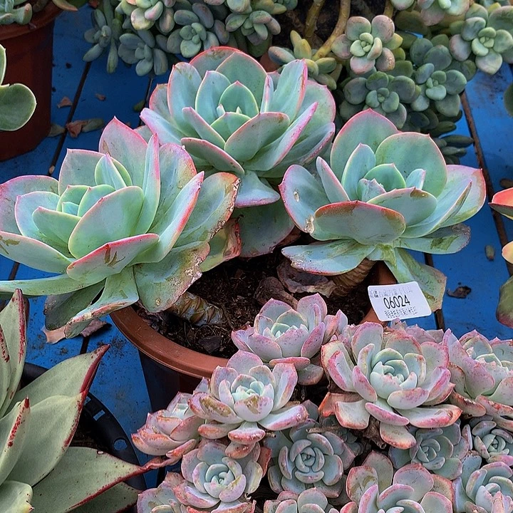 银***杏凤06024多肉哦肉多肉