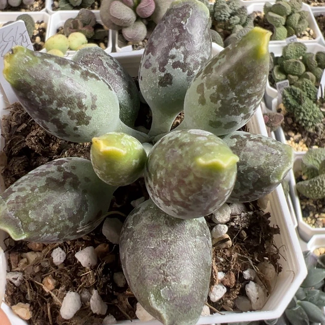 紫海豹单头纯木质桩多肉植物水泡