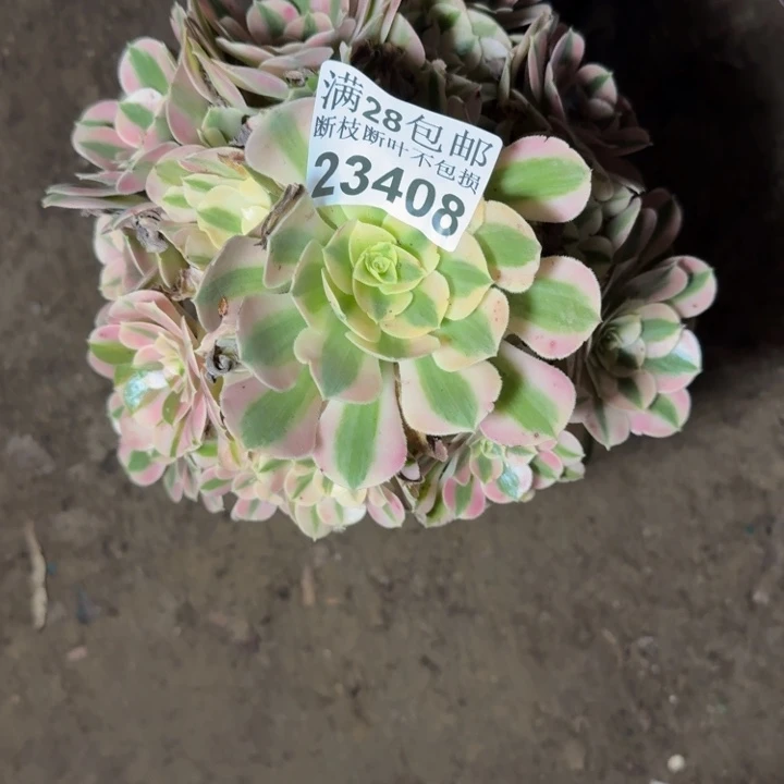 23408女巫多肉植物