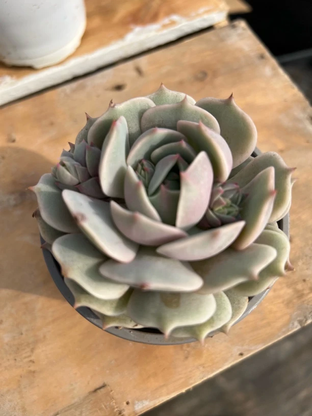 单头露娜莲多肉植物~（全场18.8包邮，偏远地区满128包邮）