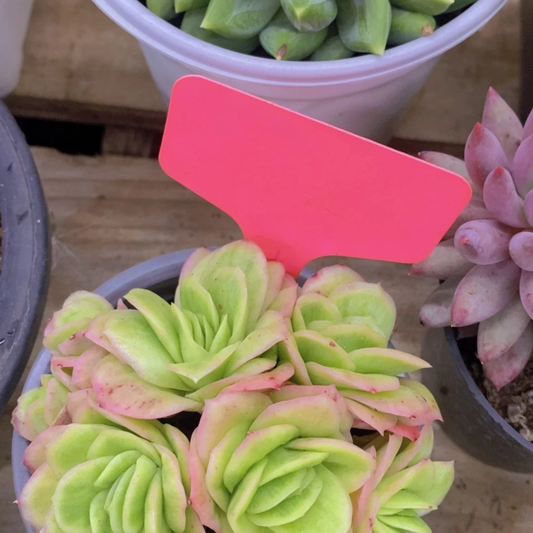 开心多肉，一单包邮2场