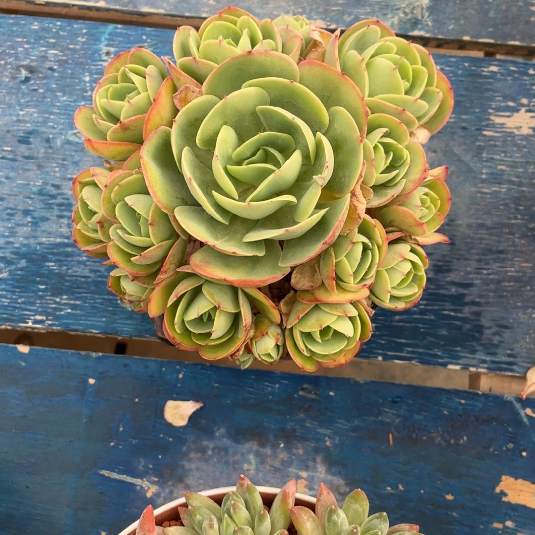 碧桃一物一拍中通快递