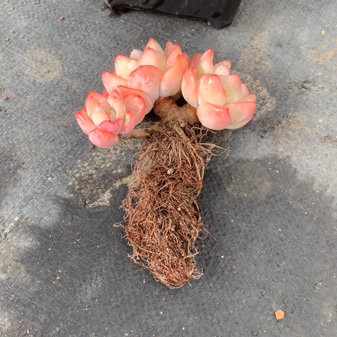 楠**依中果是在一起后两节