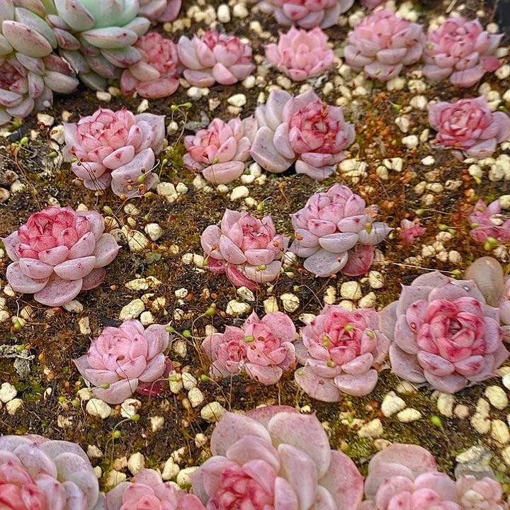 291 多肉植物盆栽花卉植物