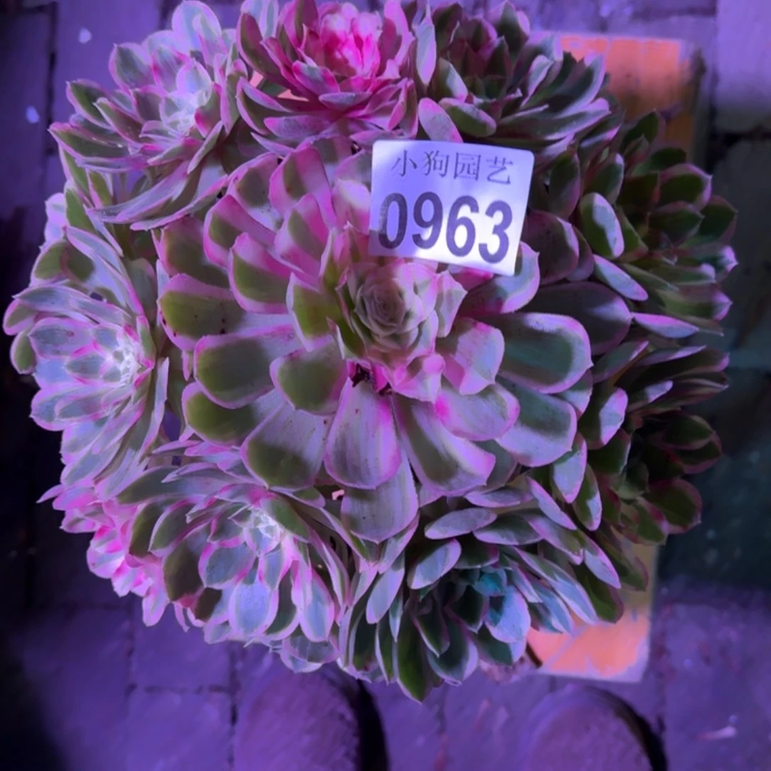 叮***铃孔雀翎多肉植物0963
