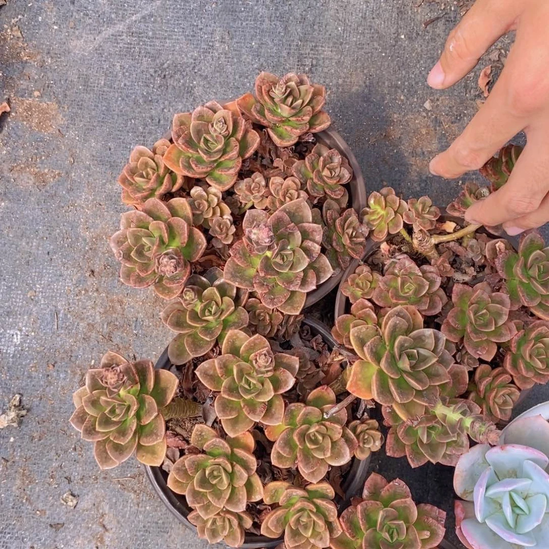 多头群生巧克力两盆