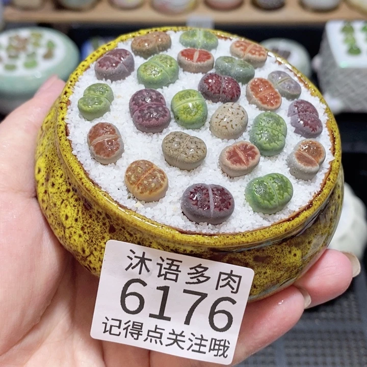 带盆土发货 精美盆栽6176