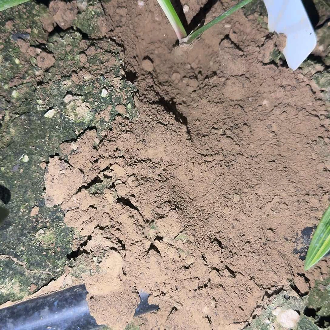 杂交彩叶侧芽1厘米一棵未知花色