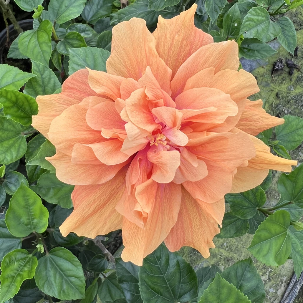 （橙色）重瓣木槿花四季开花带生花苞室内外花卉盆栽