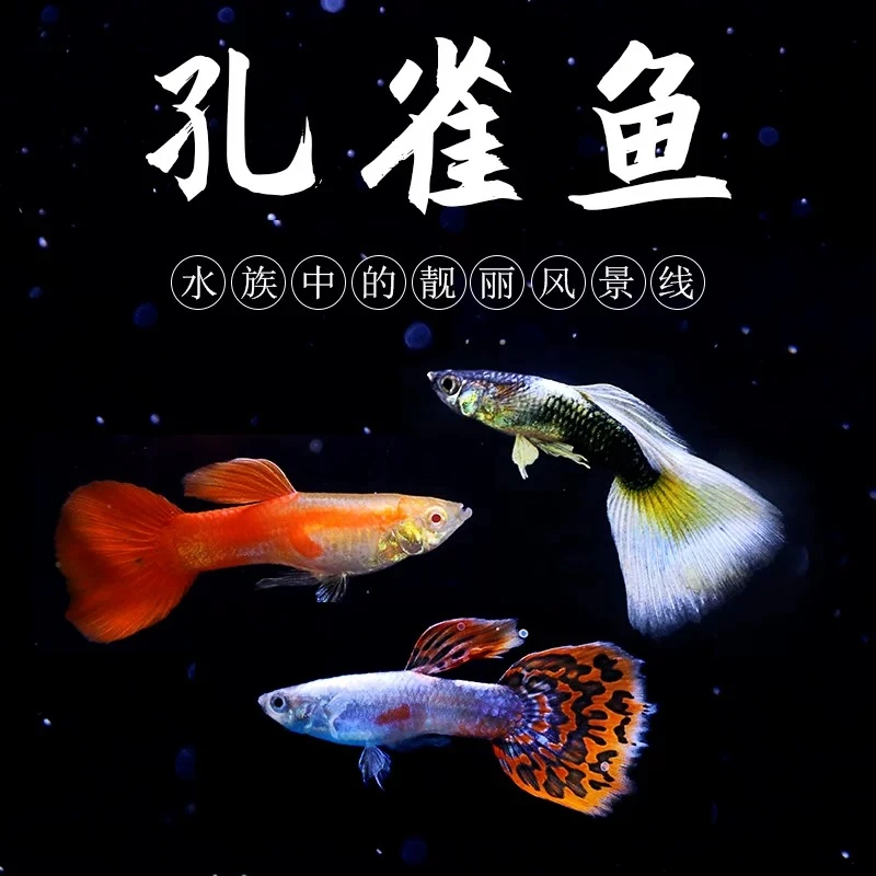 小型观赏孔雀鱼热带淡水鱼好养耐活适合新手