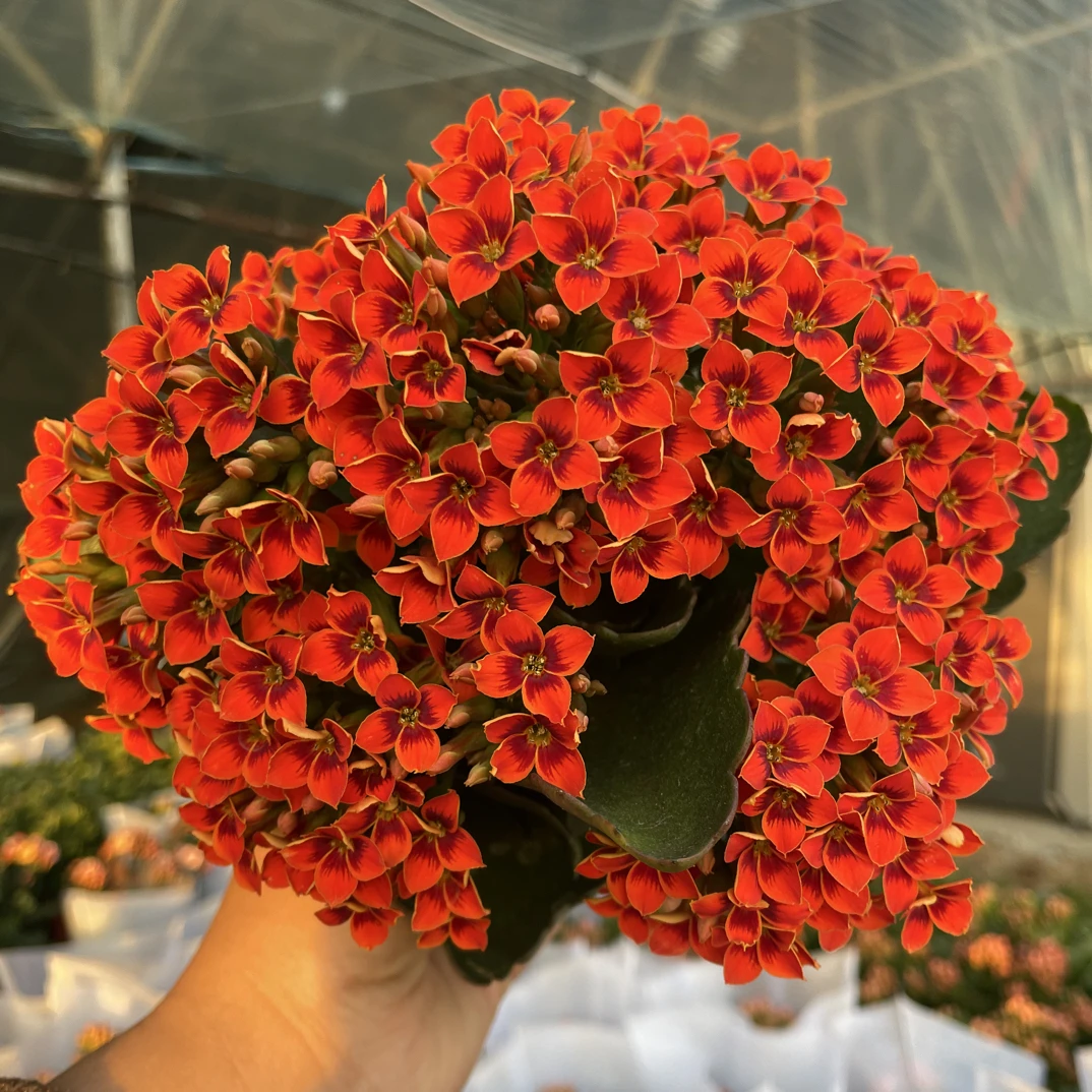 比利：精品长寿带花苞发货（烂叶黄叶断个别花苞不售后，介意勿拍）