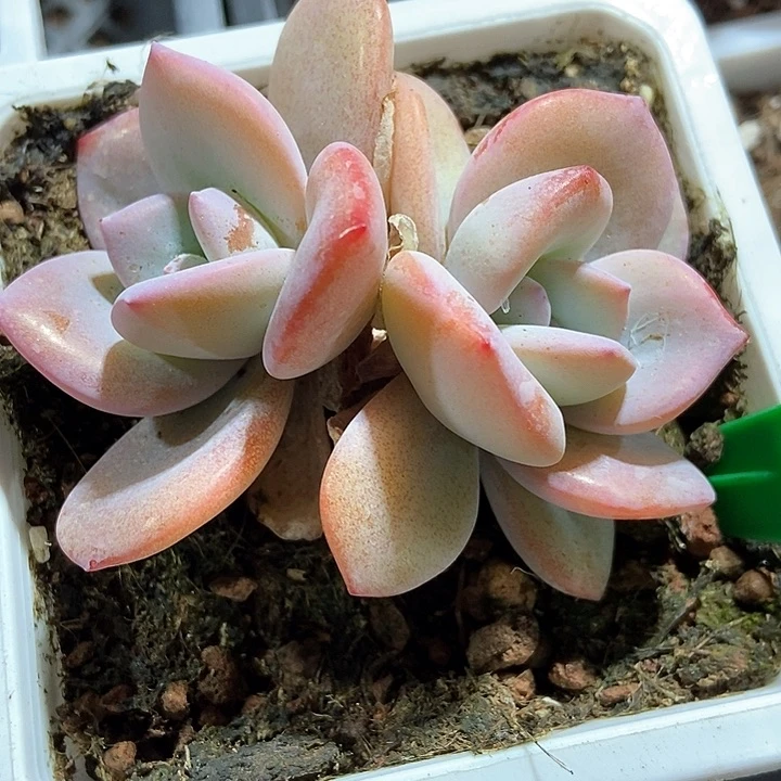 多肉植物奶茶922