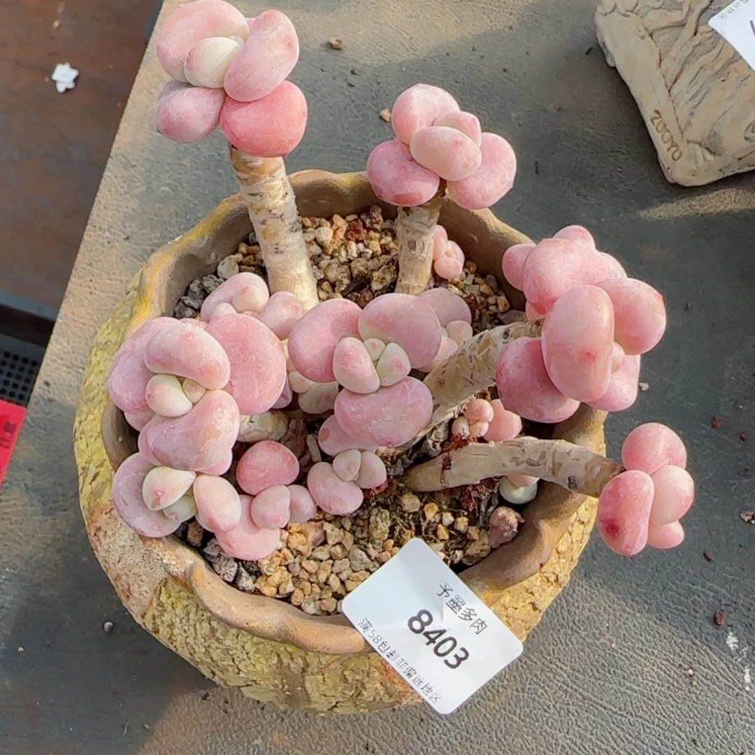 丸叶洛神，8403多肉植物