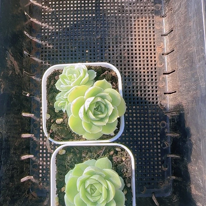 花时光精品多肉67