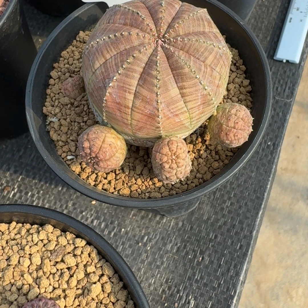 *****仙人球一物一拍实生