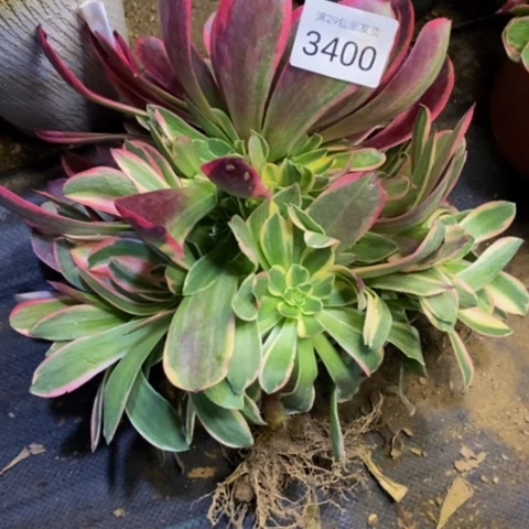 金丝却多肉植物3400
