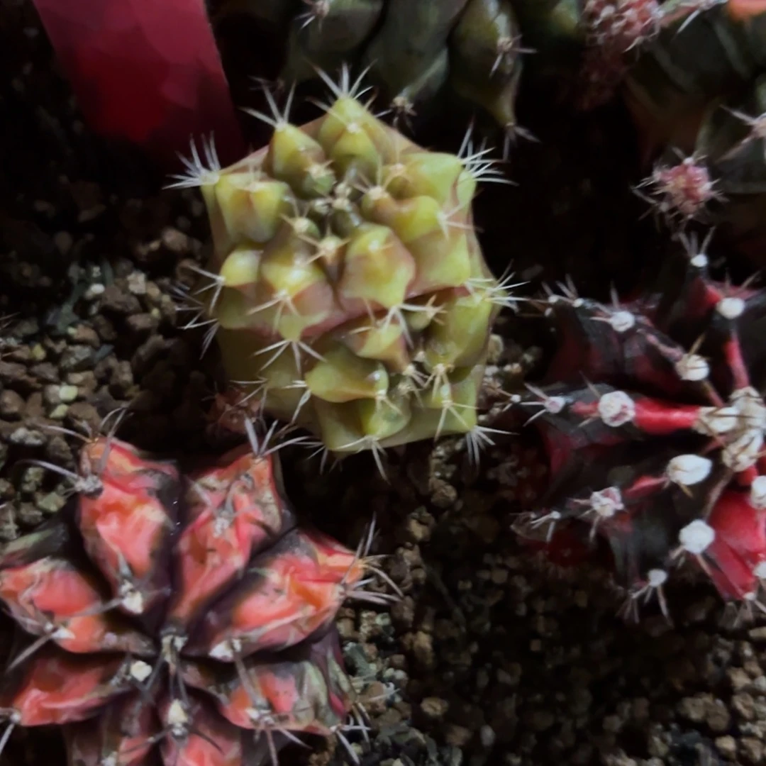 L748-1217泰国发货