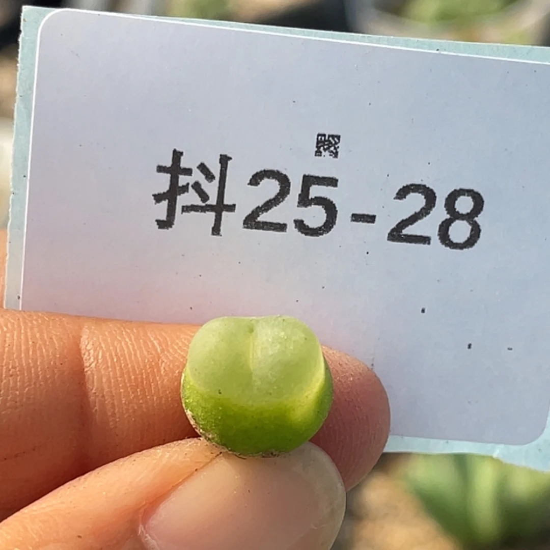 25-28拉登多肉植物