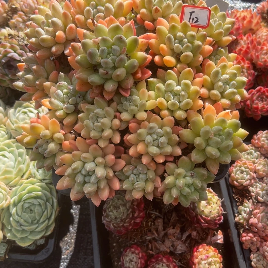 奕***星精品多肉植物老桩