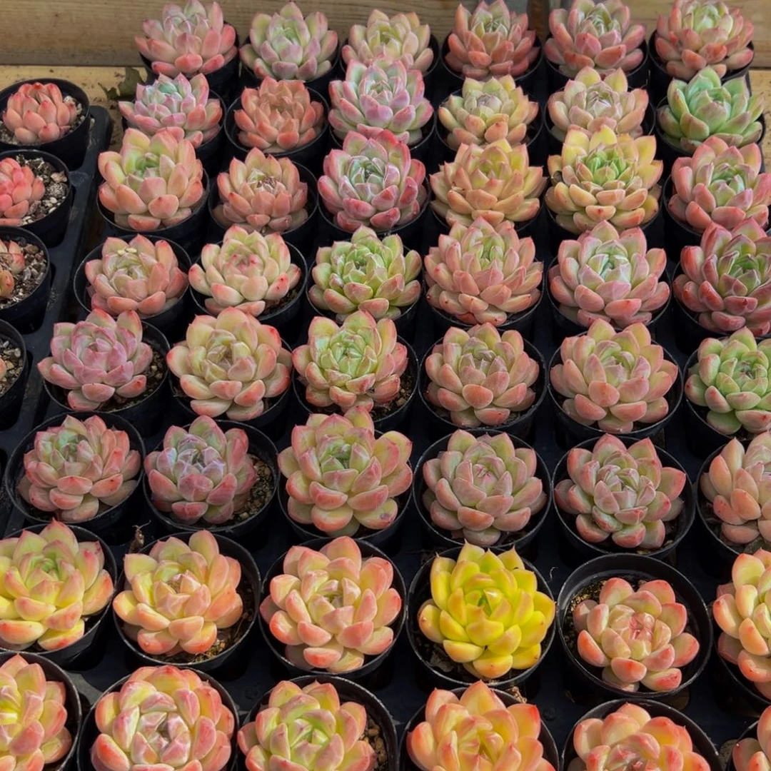 冰***阳174的人了还在打游