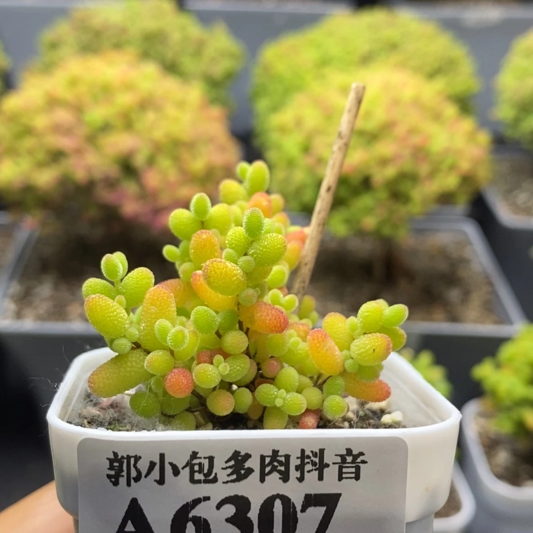 蜜橘糖球6307枝干番杏