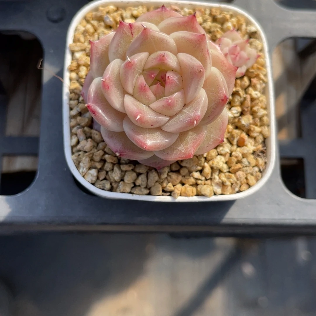 k***n2736专拍麦杆双头