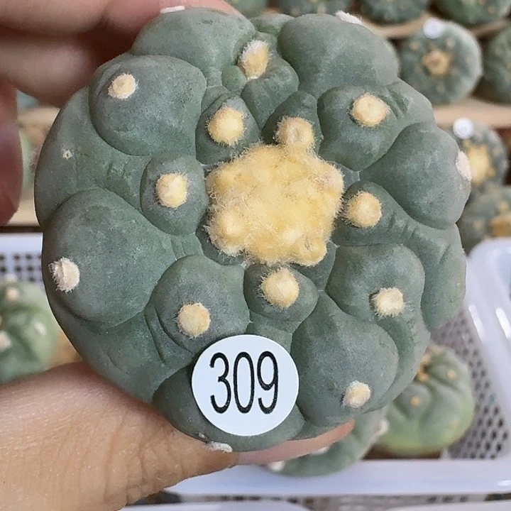 309福利实生古田基因银园艺观赏植物