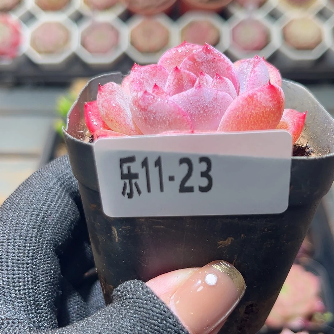 乐11-23 新品单头