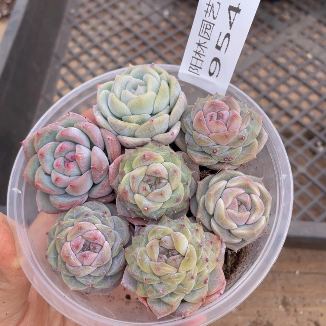 多肉植物多肉植物954