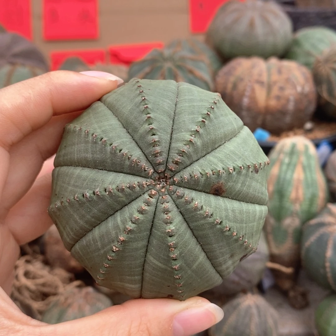 10欧系实生布纹球一物一拍