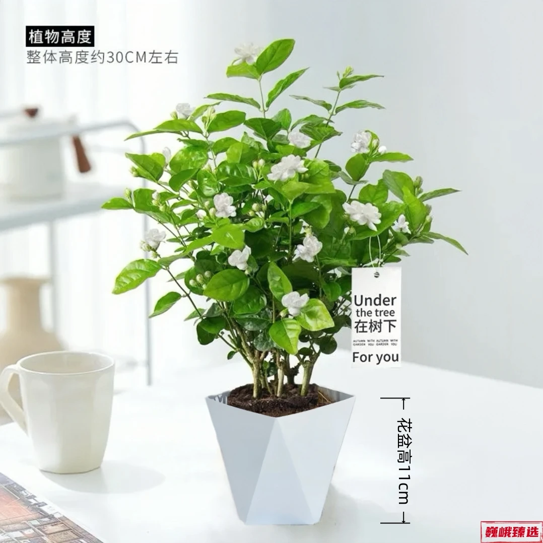 【4-6棵】茉莉花盆栽带花苞浓香阳台净化空气香水茉莉绿植四季花卉