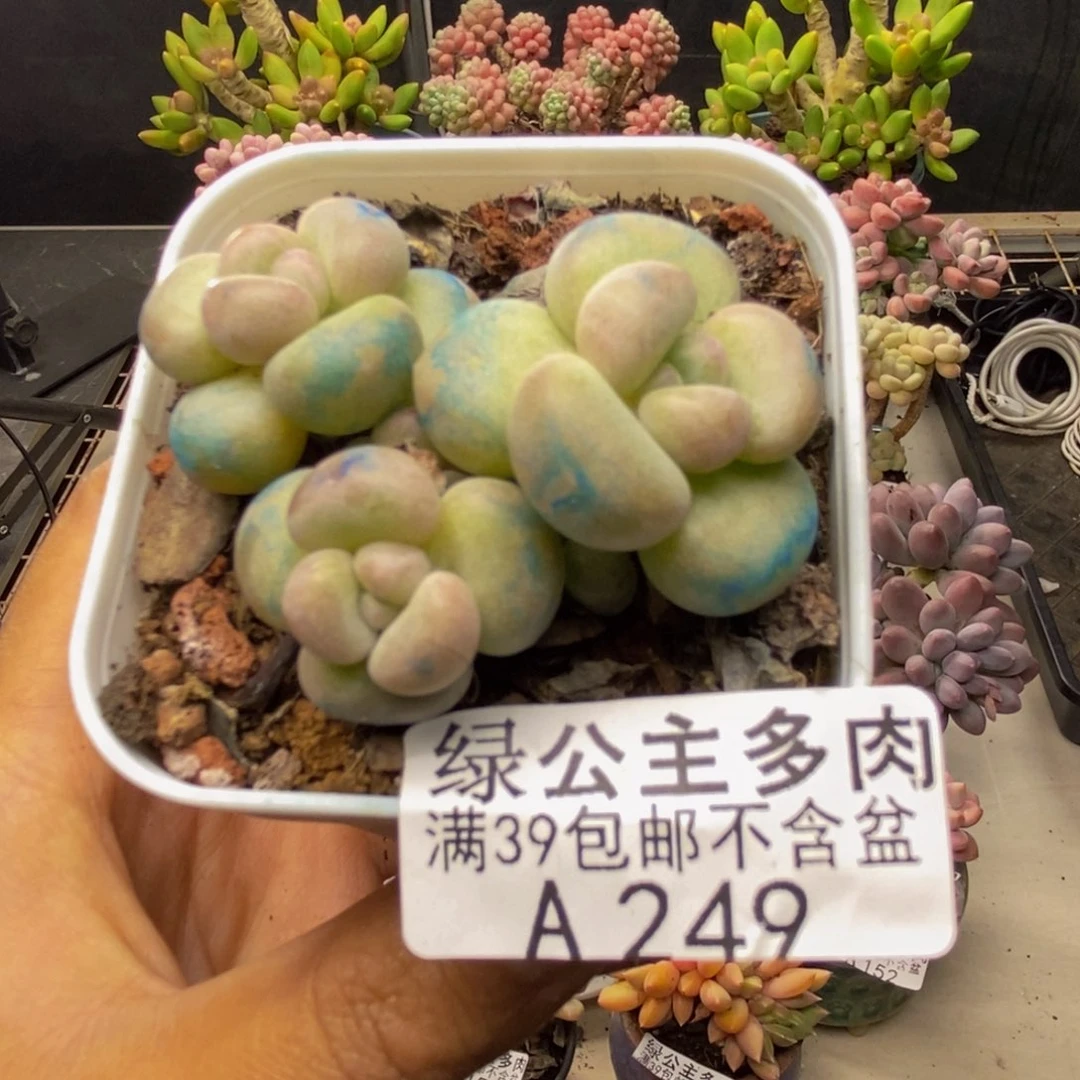249萤火虫多肉4c m