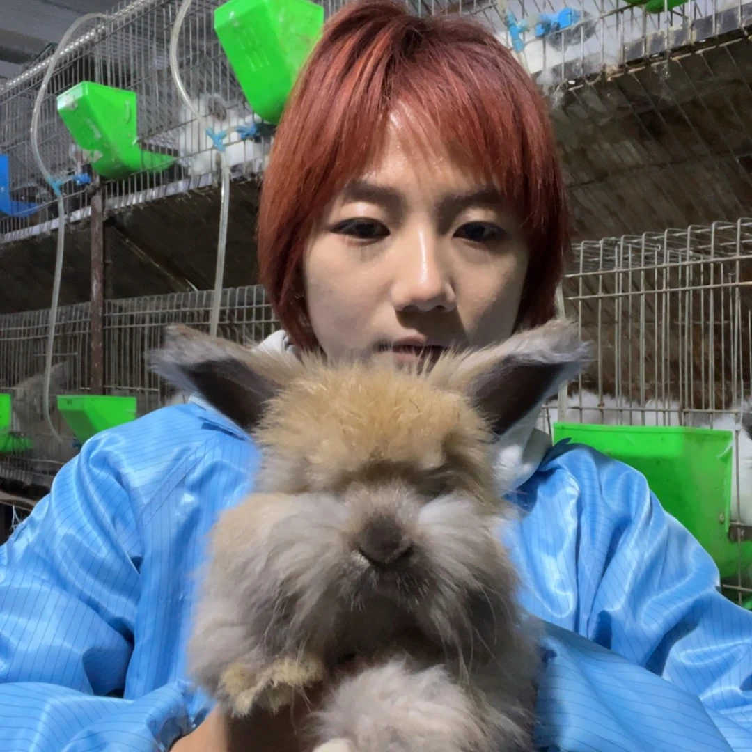 宠物兔英系安哥拉兔