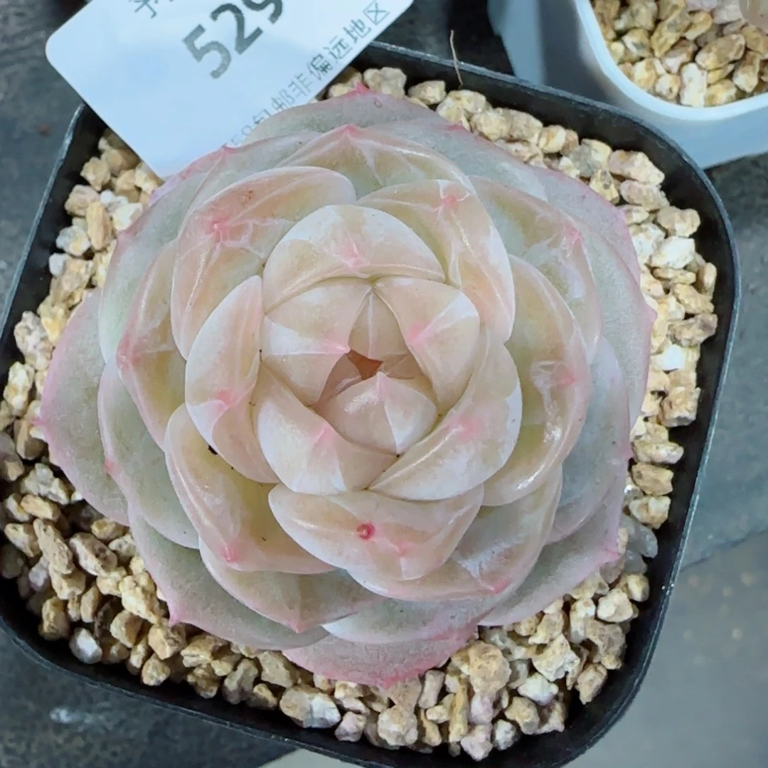 珍妮，5291多肉植物