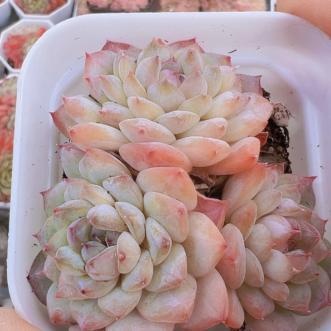 冰葡萄群19包邮多肉