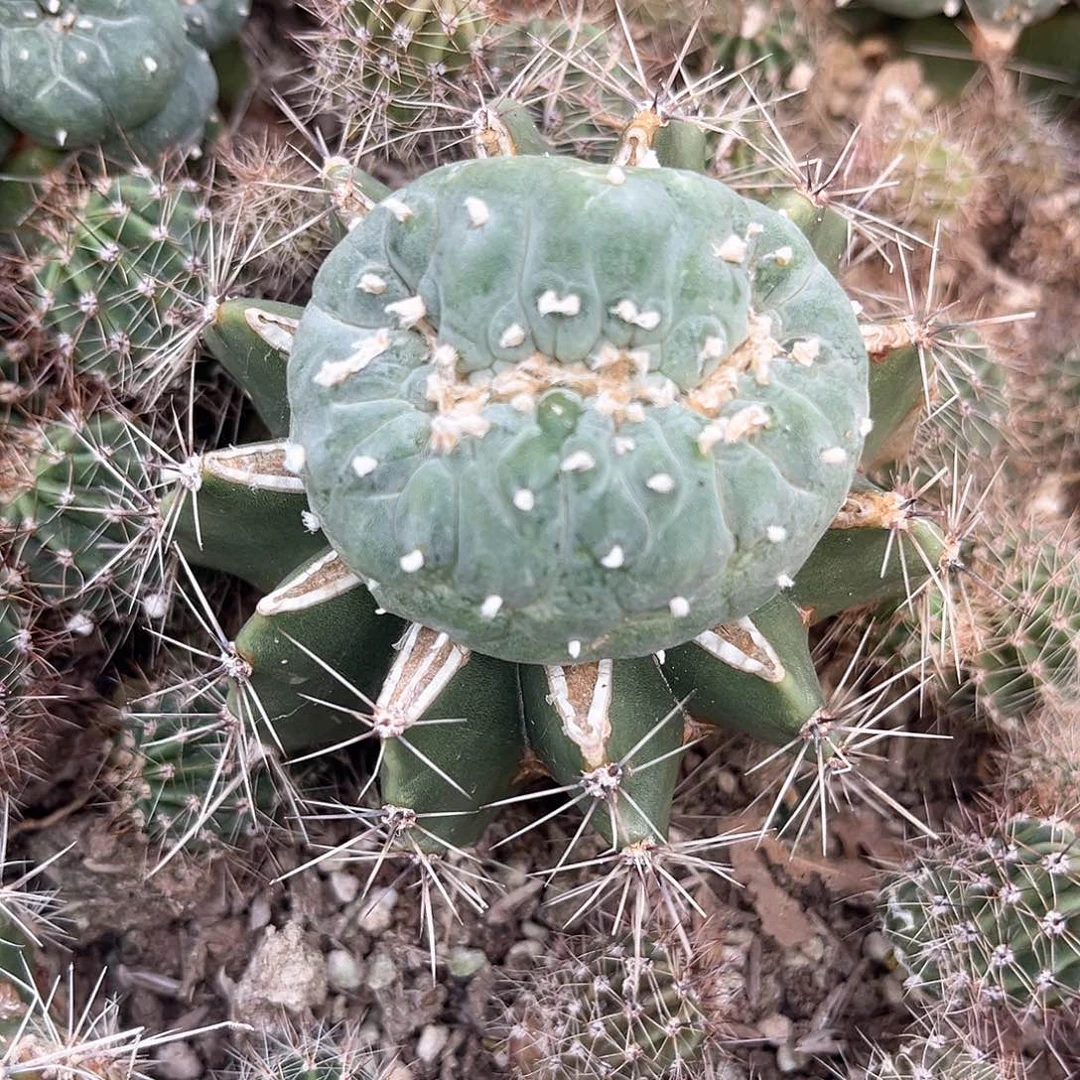 ー***生一颗缀化的单头特别