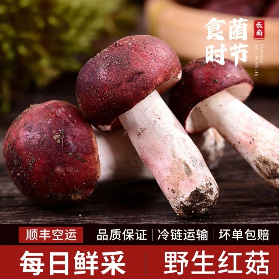 思茅红菇云南特产新鲜大红菇可煲汤的素食菌冷链保鲜顺丰发货