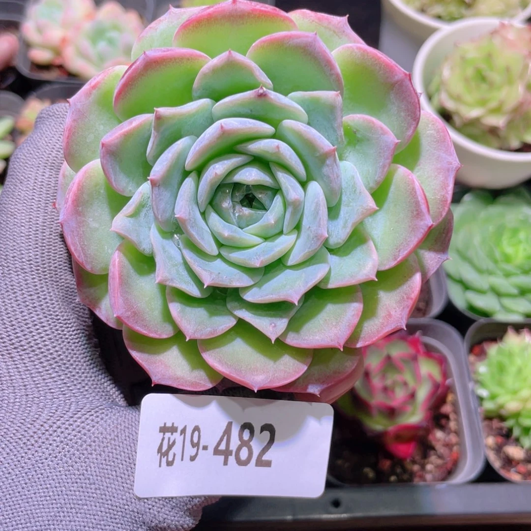 花利美19-482纯爱