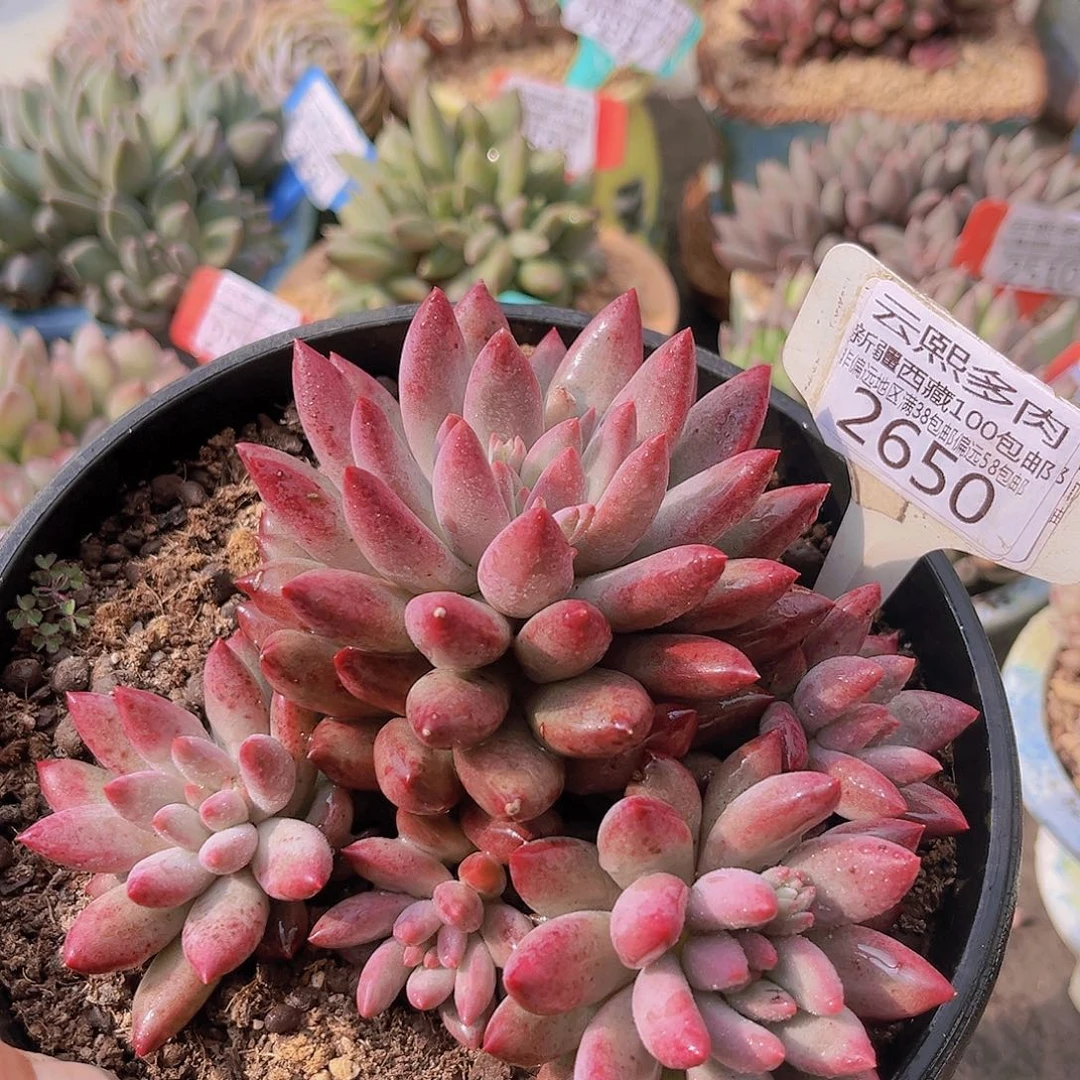 2650流沙体虞美人。