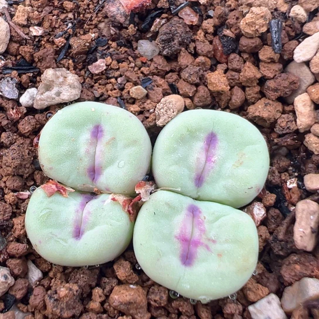 30多肉植物百科知识