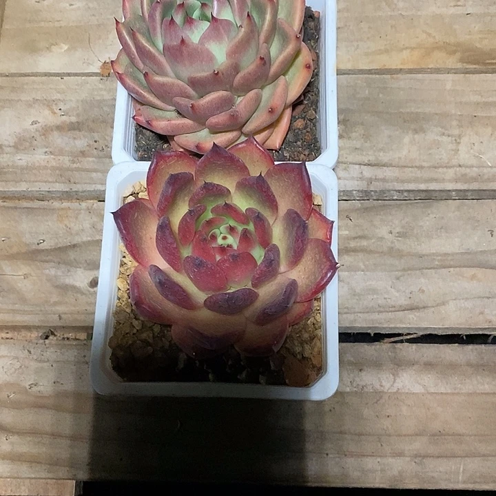 幸***草福利大漏4