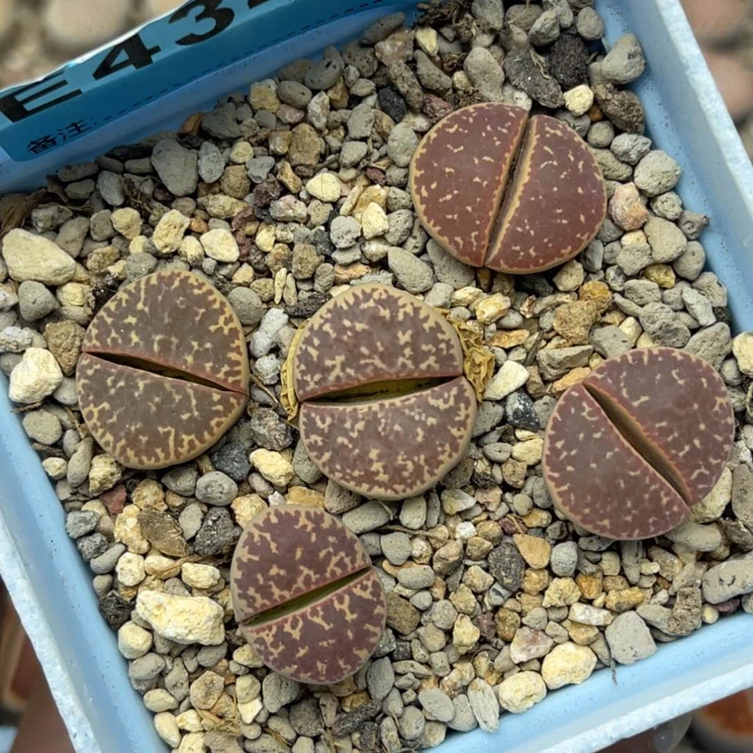 4342紫瑙琳五颗。