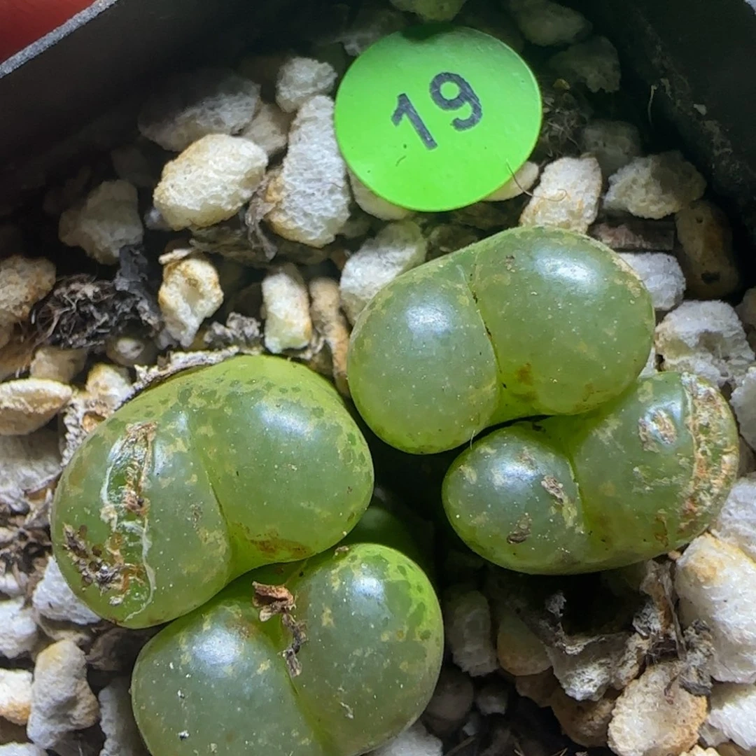 漂漂亮亮多肉植物19