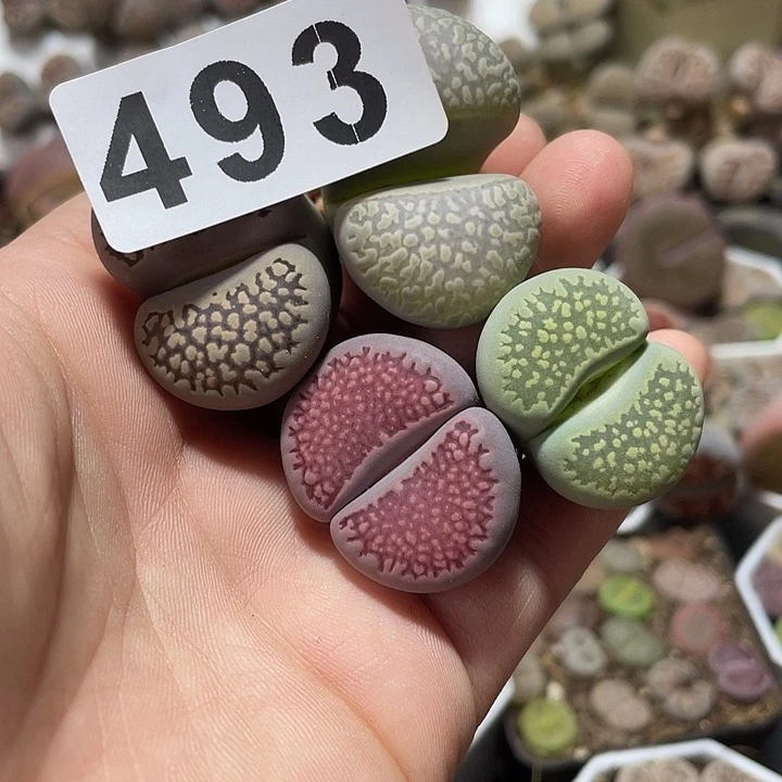 大部分花苞少量开放山***山生石花4颗493