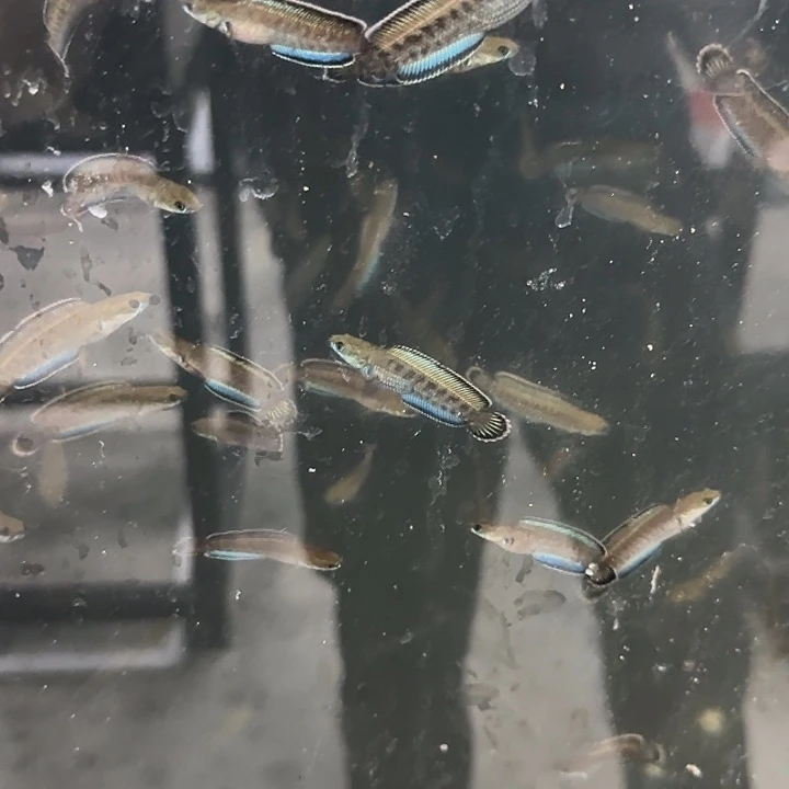 雷龙奶茶雷龙1111111