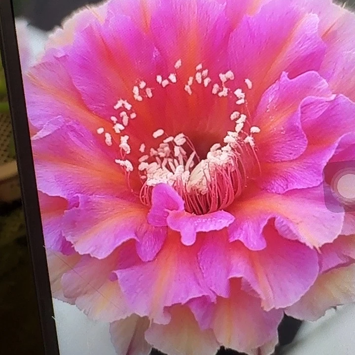 水仙006侧芽4公分左右彩草