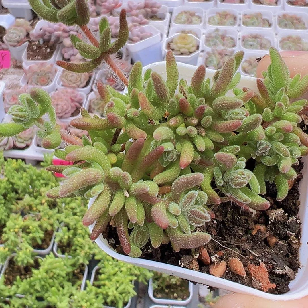 狐尾枝干19包邮多肉