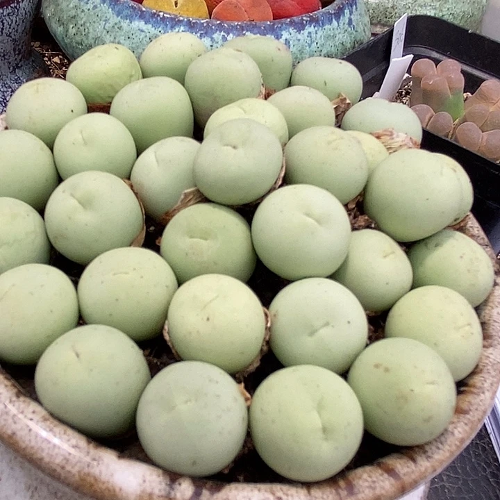 鸽子蛋一颗   1.2厘米